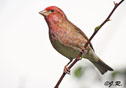 Carpodacus purpureus